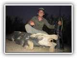 pig pic